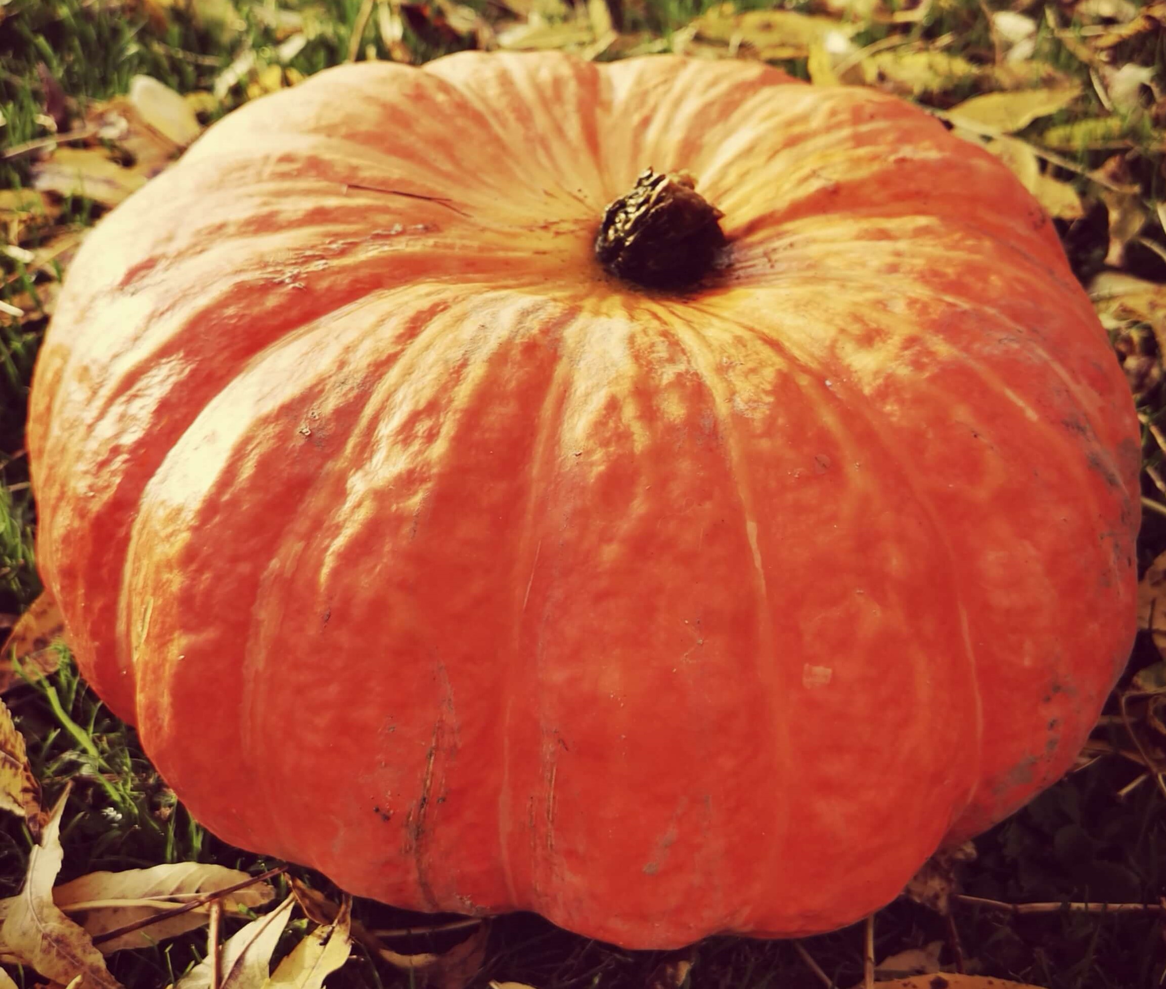 Douceurs d&rsquo;Automne
